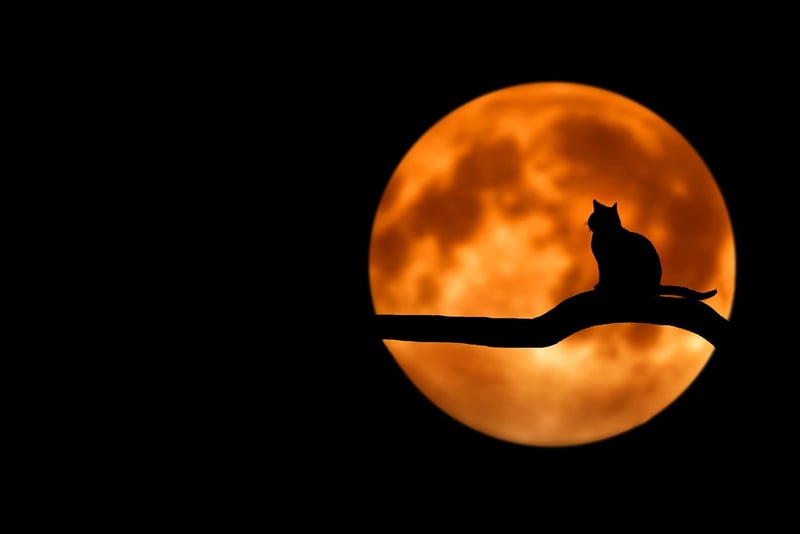 Moon Phase Top